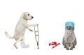 Cat ashen doctor and dog labrador with broken leg