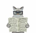 Cat ashen in eyeglasses reads newspaper