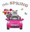 Cat ashen with flowers drives pink car