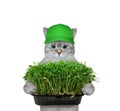 Cat ashen holds microgreens box
