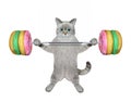 Cat ashen lifting donut barbell Royalty Free Stock Photo