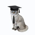 Cat ashen wears square academic hat
