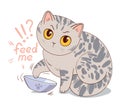 Cat asks for feed sitting in front of an empty bowl