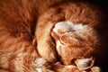 Cat Asleep Royalty Free Stock Photo