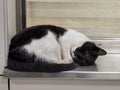 A cat asleep at the counter of a closed ticket office