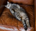 Cat asleep on her back Royalty Free Stock Photo
