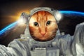 Cat astronaut or cosmonaut portrait in the space or universe