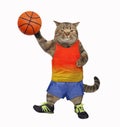 Cat athlete holds ball