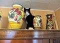 Cat atop armoire