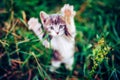 Cat attack. The attacking kitten is playing. Blurred Royalty Free Stock Photo