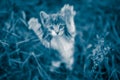 Cat attack. The attacking kitten is playing. Blurred Royalty Free Stock Photo