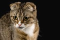 A cat with an attentive and purposeful look Royalty Free Stock Photo