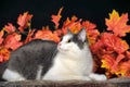 Cat On The Autumn Background
