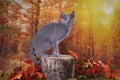 Cat in the autumn forest