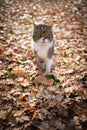 Cat standing on autumn leaves Royalty Free Stock Photo