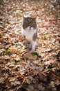 Cat autumn leaves Royalty Free Stock Photo