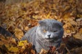 Cat in autumn leaves Royalty Free Stock Photo