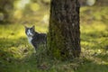 Cat in autumn nature sitting under a tree Royalty Free Stock Photo