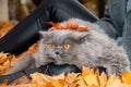 A cat with an autumn red maple leaf on its head lies in yellow autumn leaves on the legs of a girl in leather pants. Autumn mood. Royalty Free Stock Photo