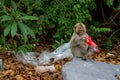 Monkey Stares at Plastic Bottle Littering his Home in Vietnam