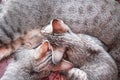 Cat baby drinking milk from mother breast , animal family on background Royalty Free Stock Photo