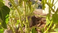 A cat with baby playing through Grass plants