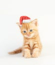 Cat baby tabby Kitten Cute Beautifu With christmas hat on white background