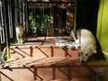 Cat Babysitting a Dog