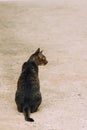 Cat from the back Royalty Free Stock Photo