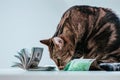 Cat on a background of a bundle of money. Animal donation concept Royalty Free Stock Photo