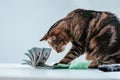 Cat on a background of a bundle of money. Animal donation concept Royalty Free Stock Photo