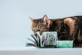 Cat on a background of a bundle of money. Animal donation concept Royalty Free Stock Photo