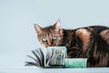 Cat on a background of a bundle of money. Animal donation concept Royalty Free Stock Photo