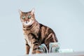 Cat on a background of a bundle of money. Animal donation concept Royalty Free Stock Photo