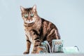 Cat on a background of a bundle of money. Animal donation concept Royalty Free Stock Photo