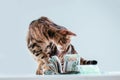 Cat on a background of a bundle of money. Animal donation concept Royalty Free Stock Photo