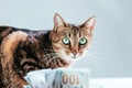 Cat on a background of a bundle of money. Animal donation concept Royalty Free Stock Photo