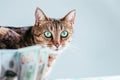 Cat on a background of a bundle of money. Animal donation concept Royalty Free Stock Photo