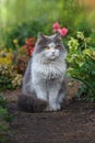 Happy cat in sunny flowers field.Domestic cat on its first walk outside in the garden Royalty Free Stock Photo