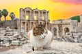 Cat in background of library of Celsus in Ephesus at sunset Royalty Free Stock Photo