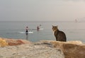Cat on the background of the Red Sea. Eilat. Israel.