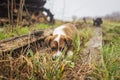 Small dogs and a cute cat play together outside in the yard.