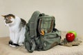 Cat And Backpack Royalty Free Stock Photo