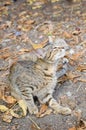 Cat in backyard Royalty Free Stock Photo
