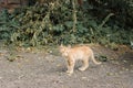 Cat in backyard Royalty Free Stock Photo