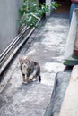 Cat in backyard staring to you Royalty Free Stock Photo