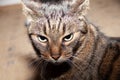 Cat is in a bad mood. Grim face with an angry expression. Royalty Free Stock Photo