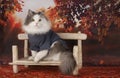 Cat in a badlon rests on a bench on an autumn day