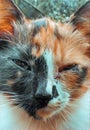 cat badmood :v Royalty Free Stock Photo