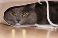 Cat in a bag Royalty Free Stock Photo